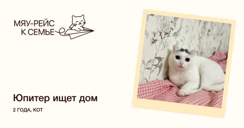 Юпитер — кошка Около 2 лет, Москва