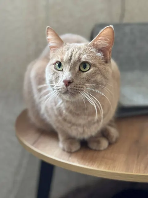 Федя — кошка, Москва