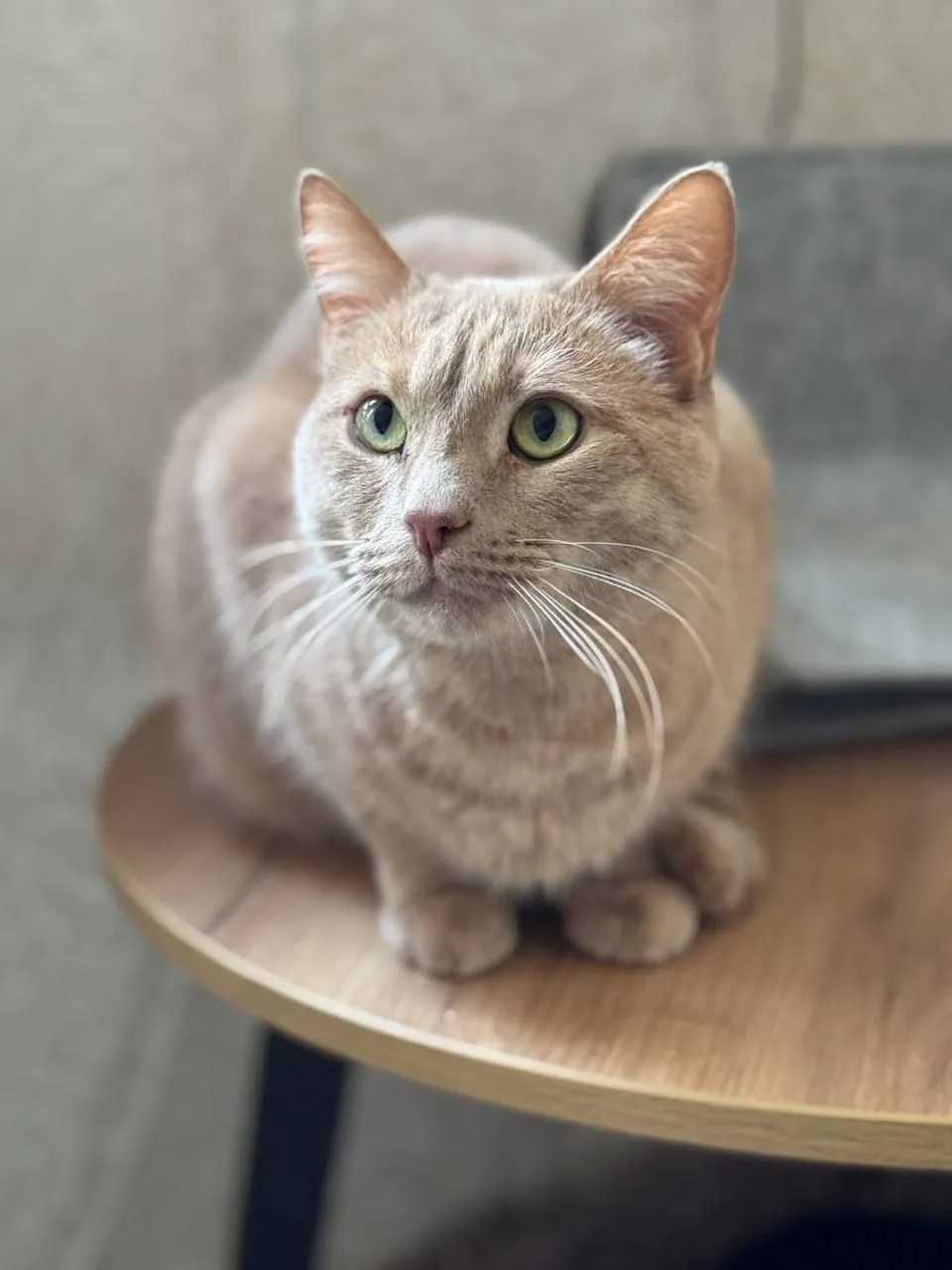 Кошка Федя, кот, Meow Family, Москва. Фото 2 из 2.