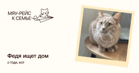 Федя — кошка Около 2 лет, Москва