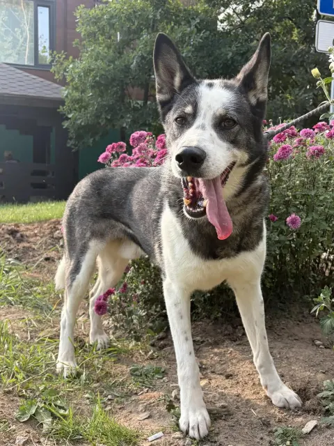 Ярик — собака Около 6 лет, Москва
