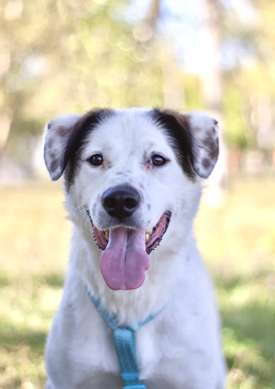 Собака Дейл, кобель, Приют Бирюлево, Москва. Фото 5 из 5.