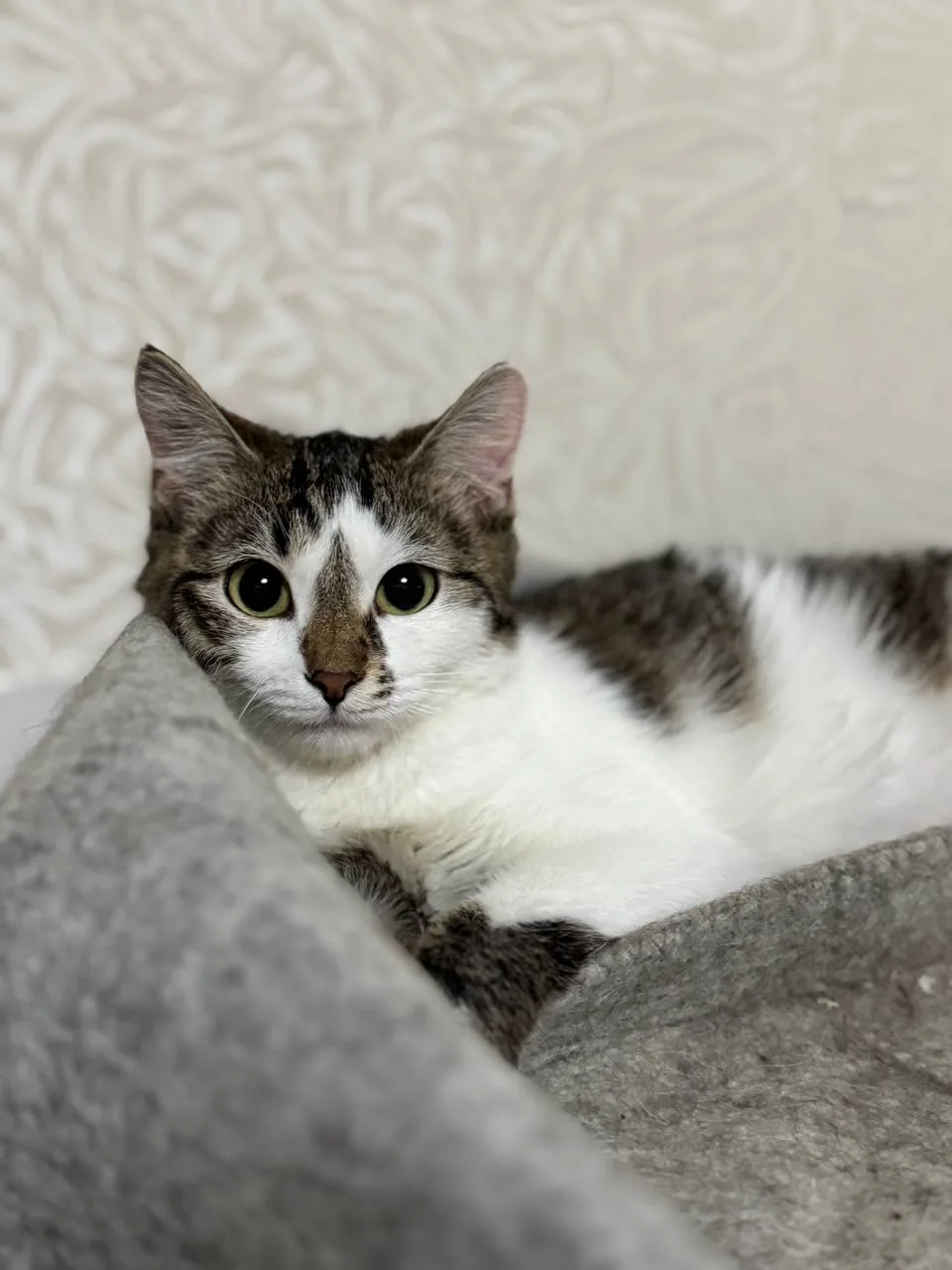 Кошка Котя, кошка, Meow Family, Москва. Фото 2 из 4.