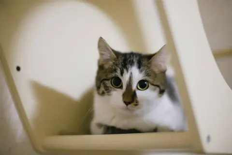 Котя — кошка, Москва
