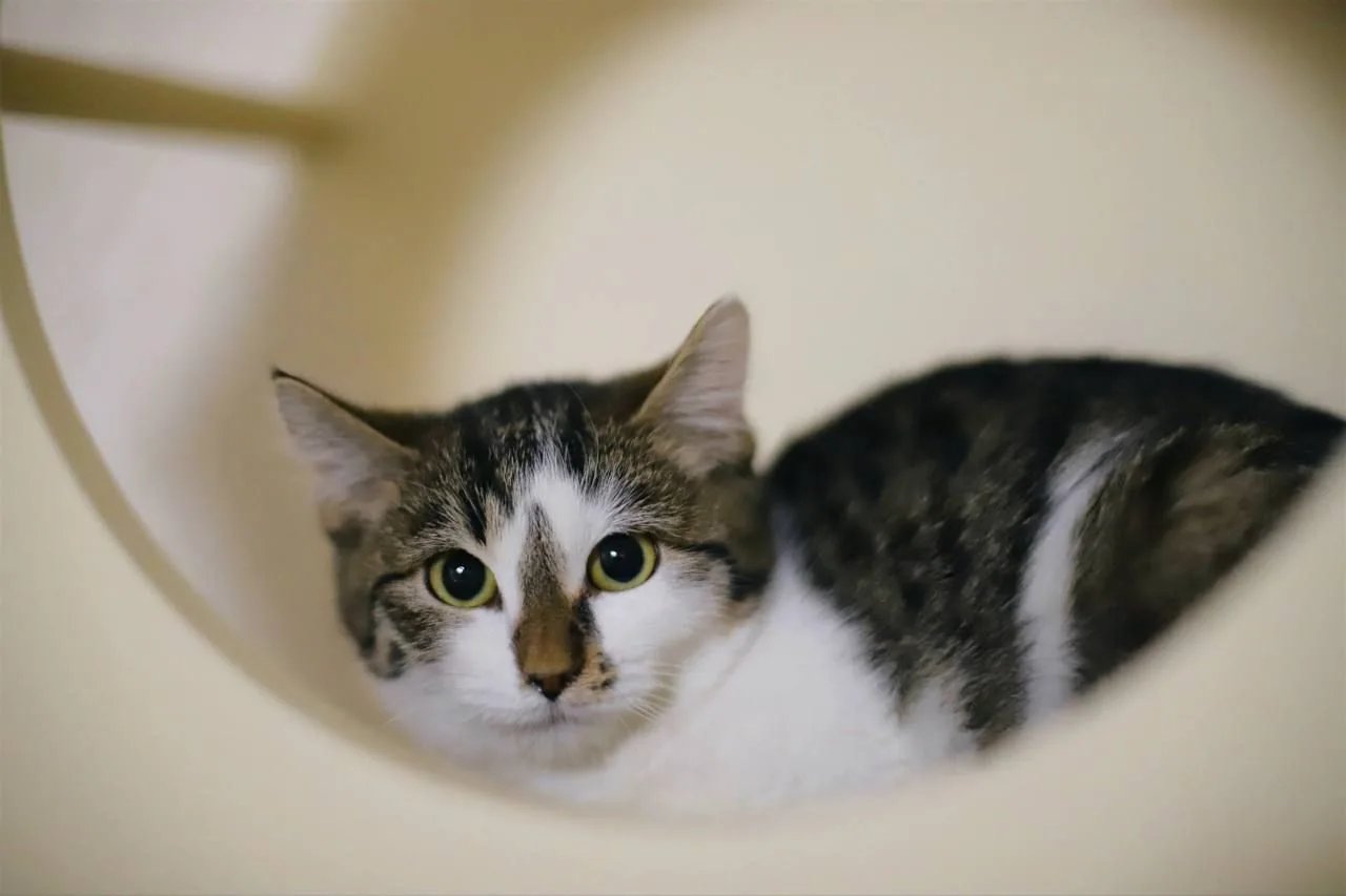 Кошка Котя, кошка, Meow Family, Москва. Фото 3 из 4.