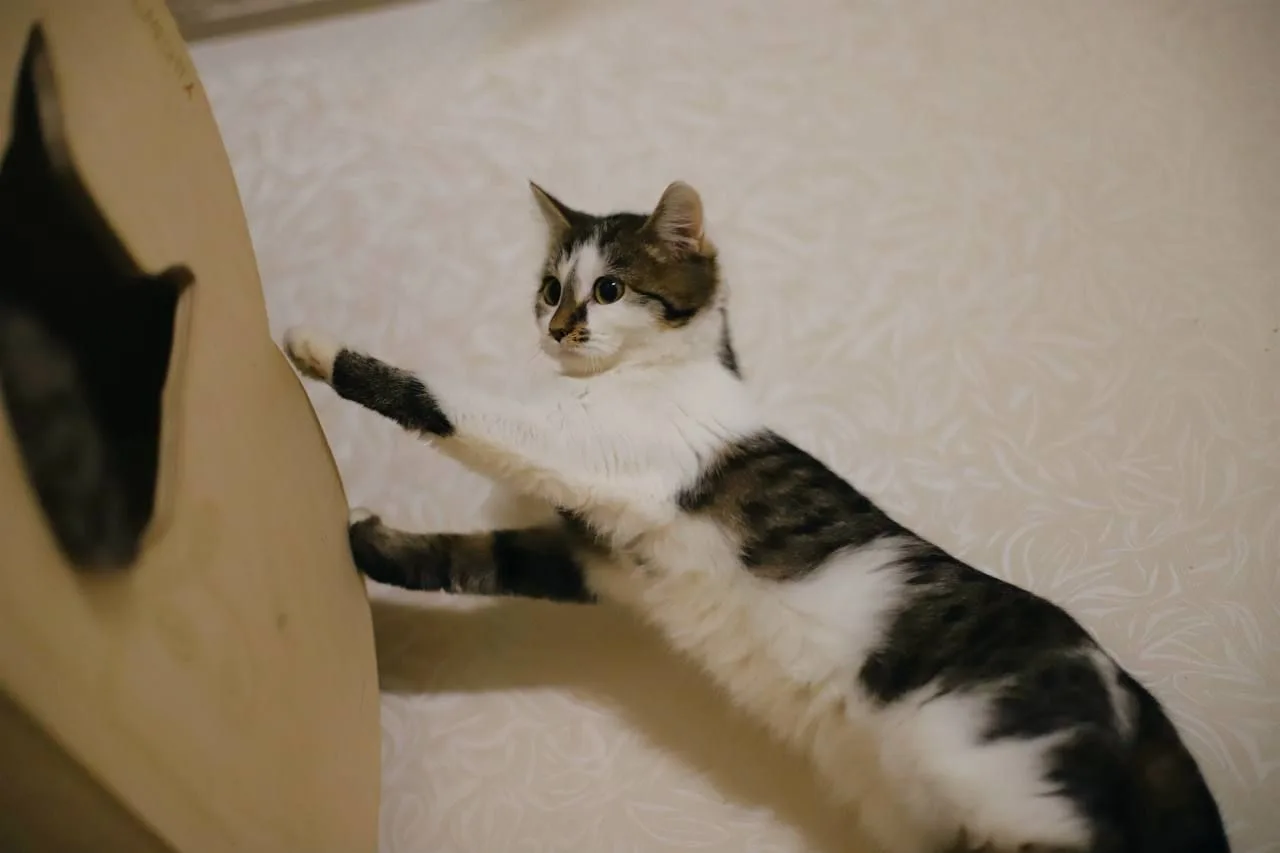 Кошка Котя, кошка, Meow Family, Москва. Фото 4 из 4.