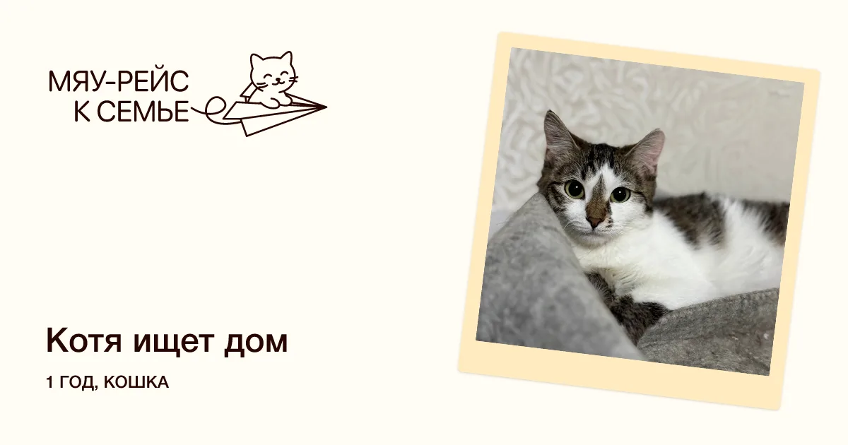 Кошка Котя, кошка, Meow Family, Москва. Фото 5 из 5.