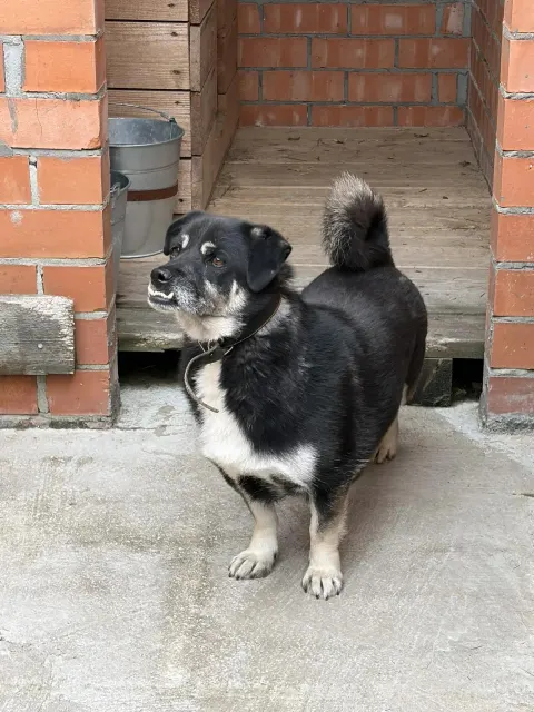 Альнис — пёс 5 лет, Москва