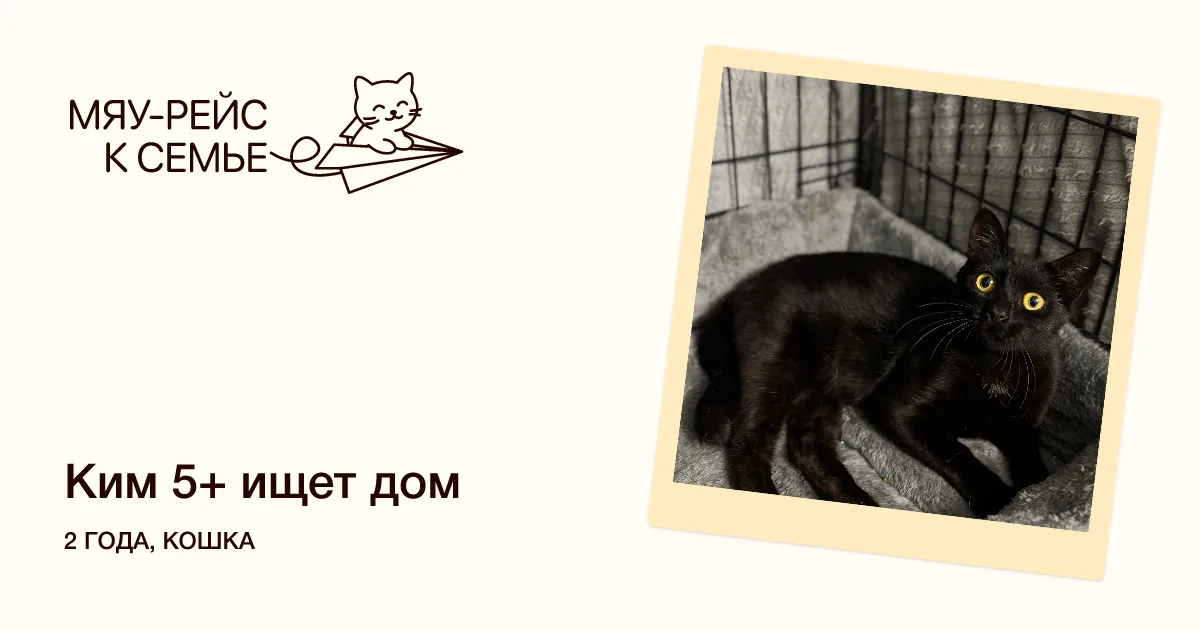 Кошка Ким, кошка, Meow Family, Москва. Фото 1 из 2.