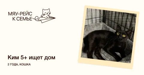 Ким — кошка Около 3 лет, Москва