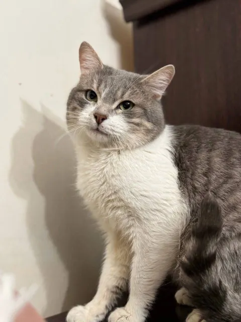 Спрайт — кошка, Москва