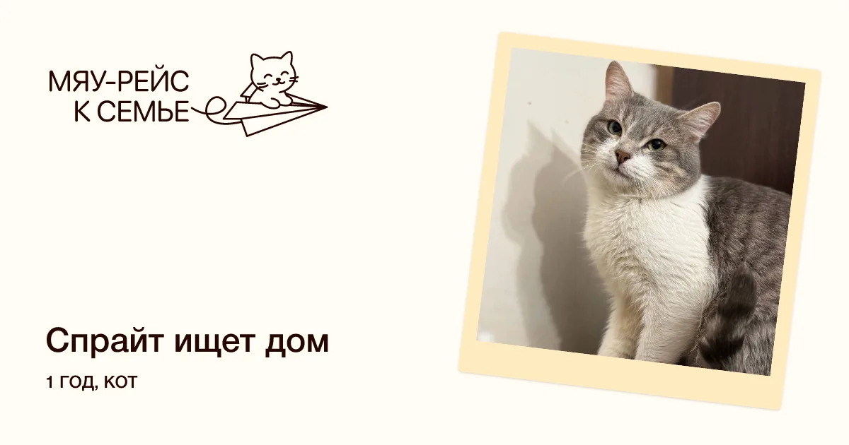 Кошка Спрайт, кот, Meow Family, Москва. Фото 1 из 2.