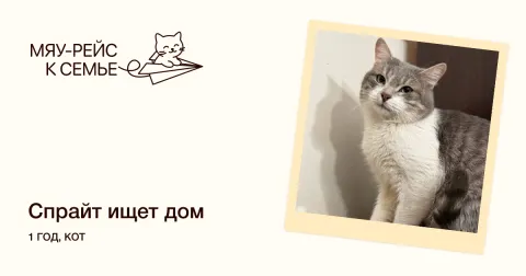 Спрайт — кошка Около 1 года, Москва