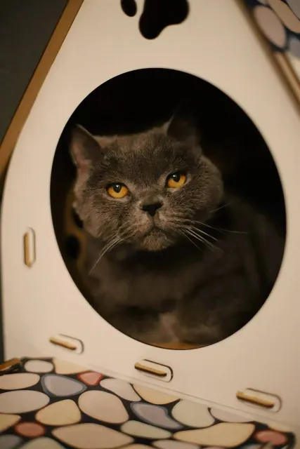 Шардоне — кошка, Москва