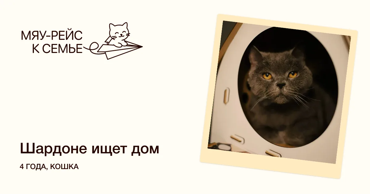Кошка Шардоне, кошка, Meow Family, Москва. Фото 1 из 2.