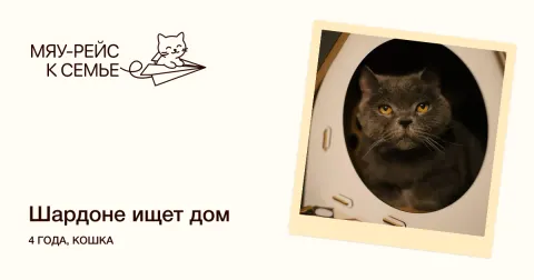 Шардоне — кошка Около 4 лет, Москва