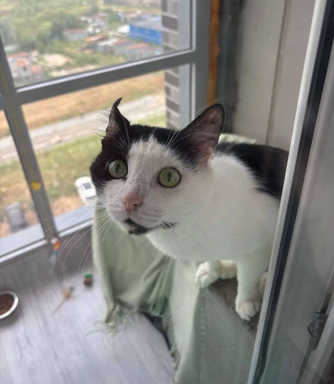 Кошка Нори, кот, Meow Family, Москва. Фото 1 из 2.
