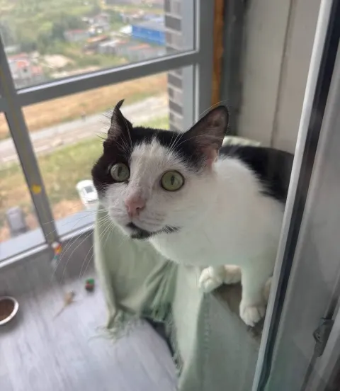Нори — кот, Москва