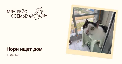 Нори — кошка Около 1 года, Москва