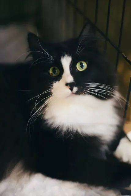 Моцарт — кошка, Москва