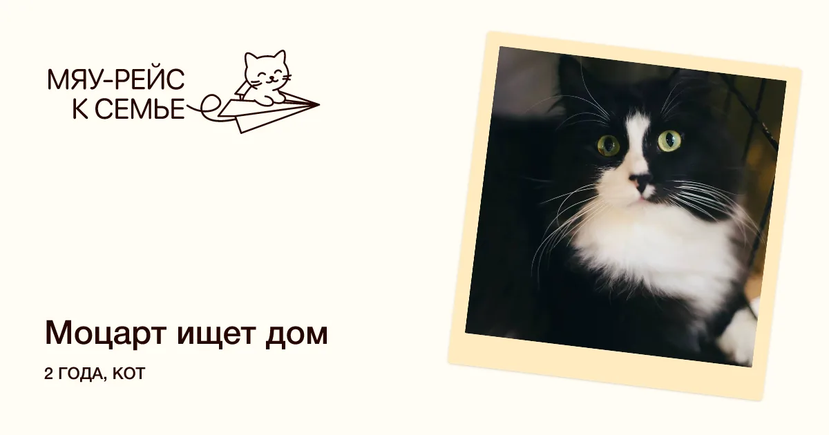 Кошка Моцарт, кот, Meow Family, Москва. Фото 1 из 2.