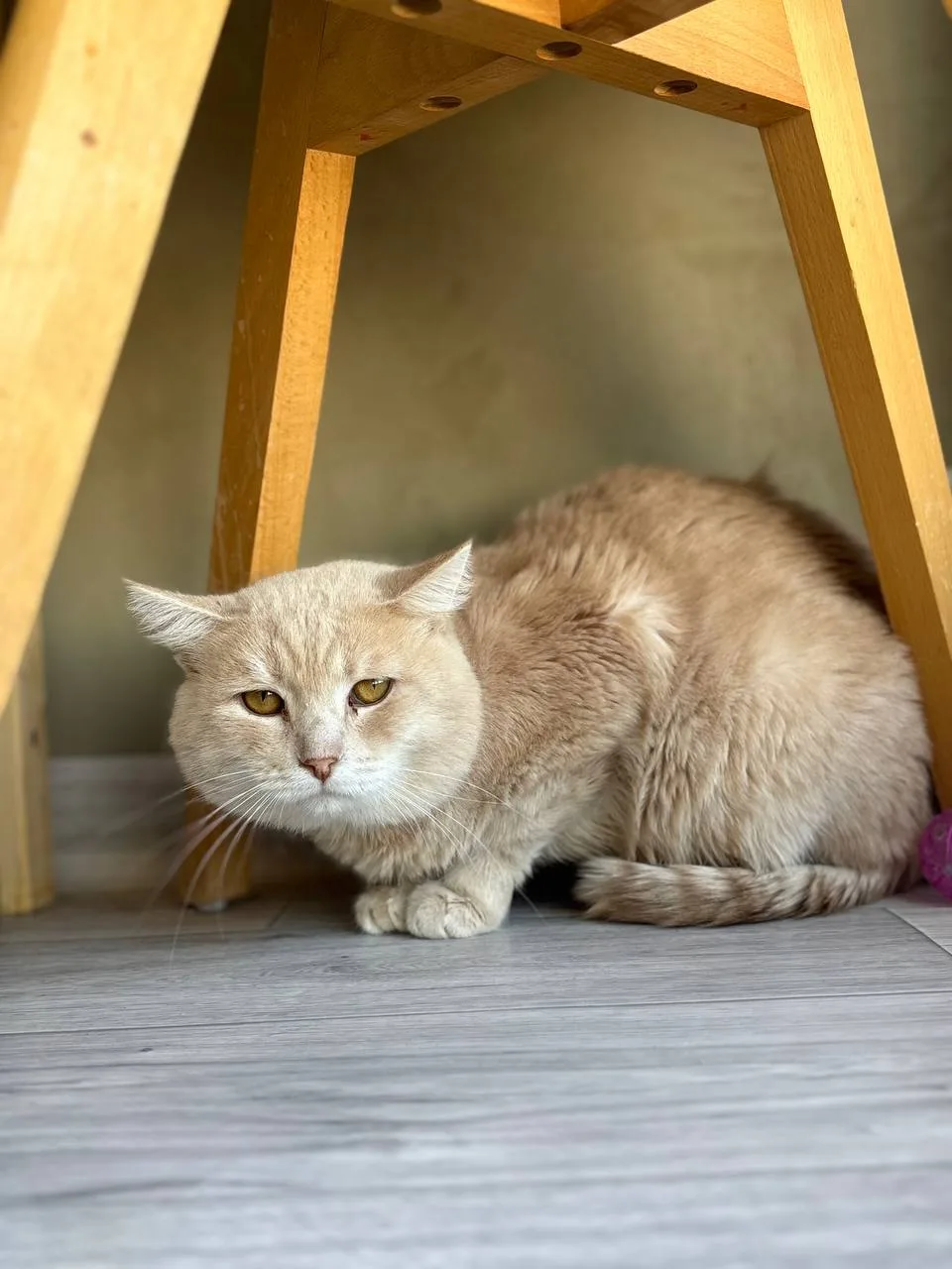 Кошка Кунжут, кот, Meow Family, Москва. Фото 2 из 2.