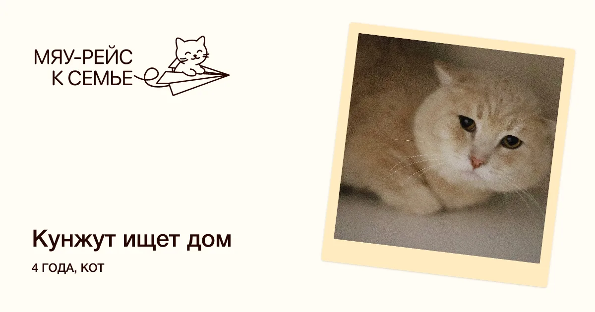 Кошка Кунжут, кот, Meow Family, Москва. Фото 3 из 3.