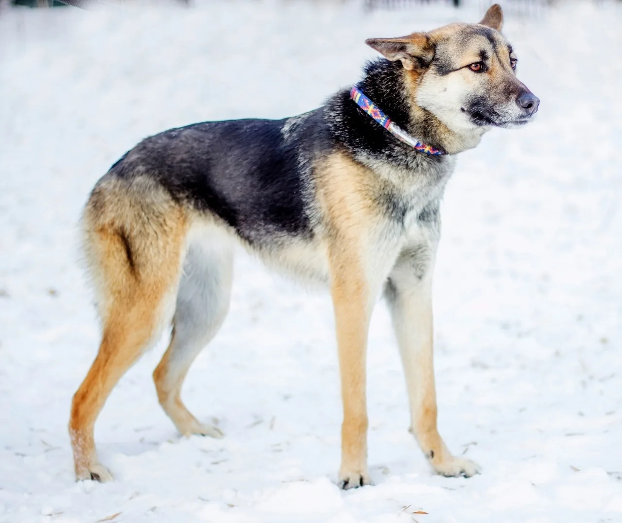 Собака Лавина, сука, Центр реабилитации животных УрГАУ, Екатеринбург. Фото 3 из 4.