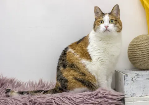 Фурла — кошка Около 12 лет, Екатеринбург