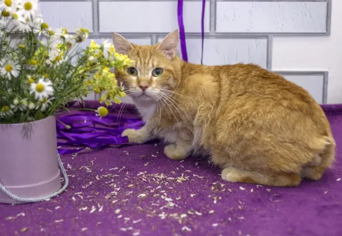 Локет — кот Около 5 лет, Екатеринбург
