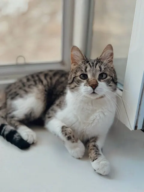 Кирилл — кошка, Москва