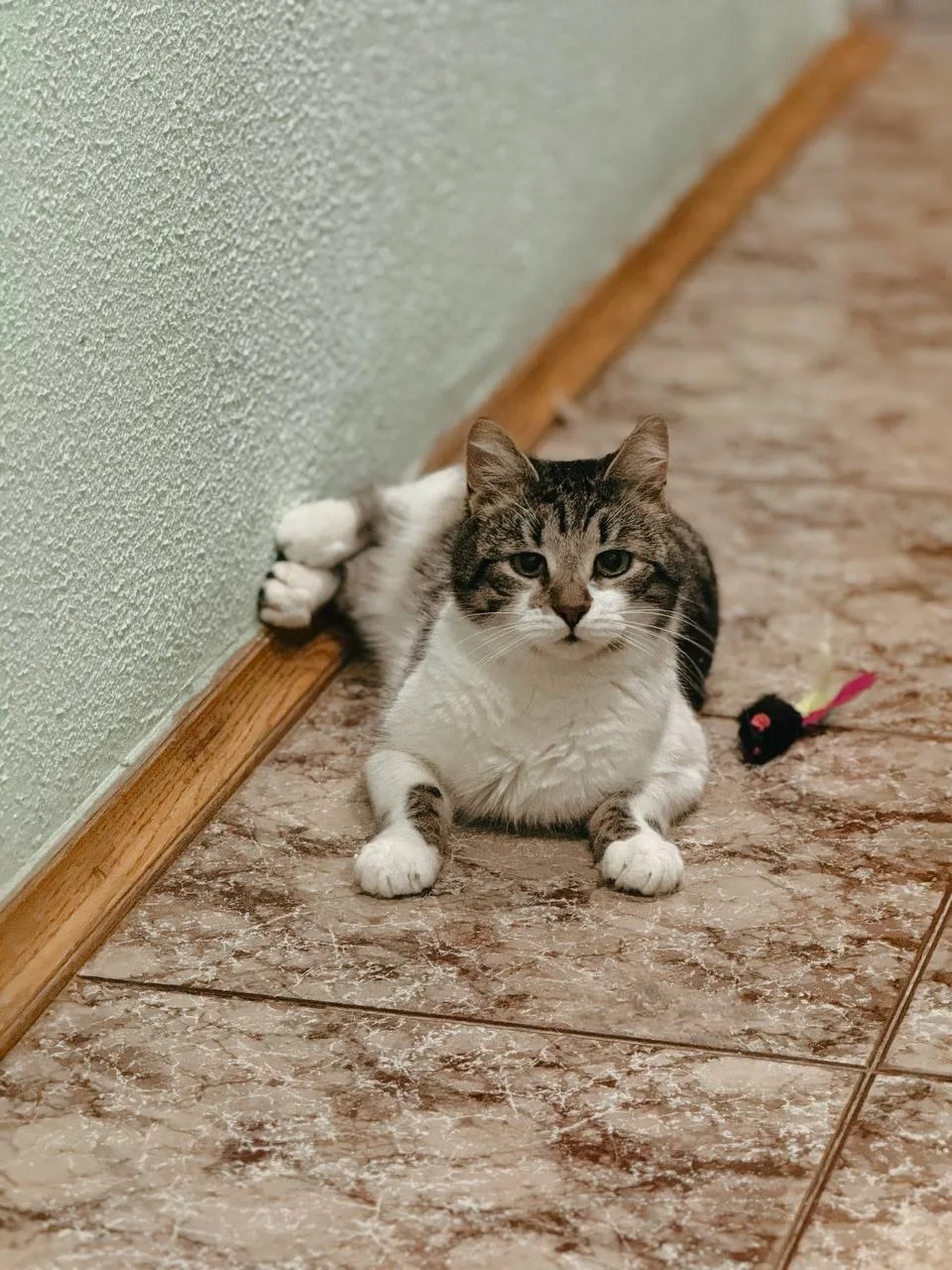 Кошка Кирилл, кот, Meow Family, Москва. Фото 2 из 4.