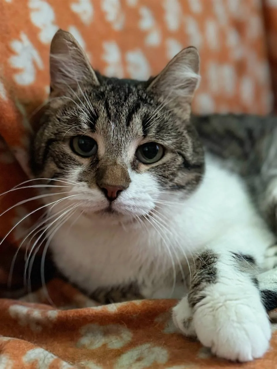 Кошка Кирилл, кот, Meow Family, Москва. Фото 3 из 4.