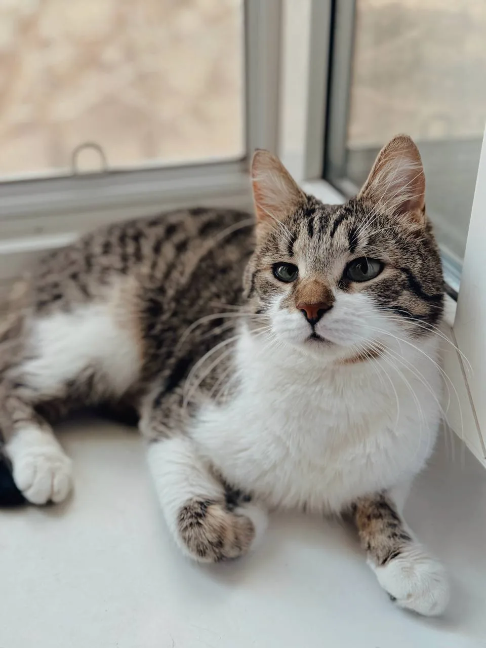 Кошка Кирилл, кот, Meow Family, Москва. Фото 4 из 4.
