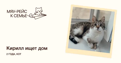 Кирилл — кошка Около 2 лет, Москва