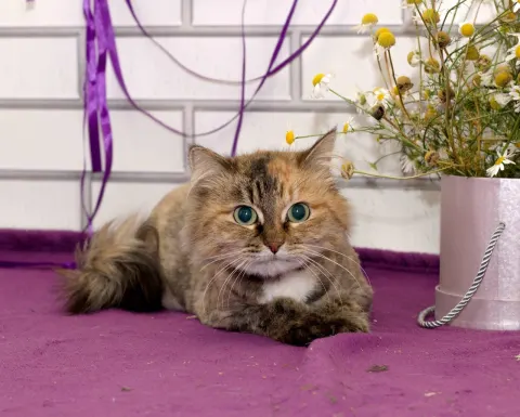 Яня — кошка Около 5 лет, Екатеринбург