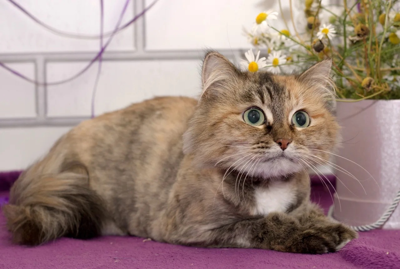Кошка Яня, кошка, Центр реабилитации животных УрГАУ, Екатеринбург. Фото 2 из 4.
