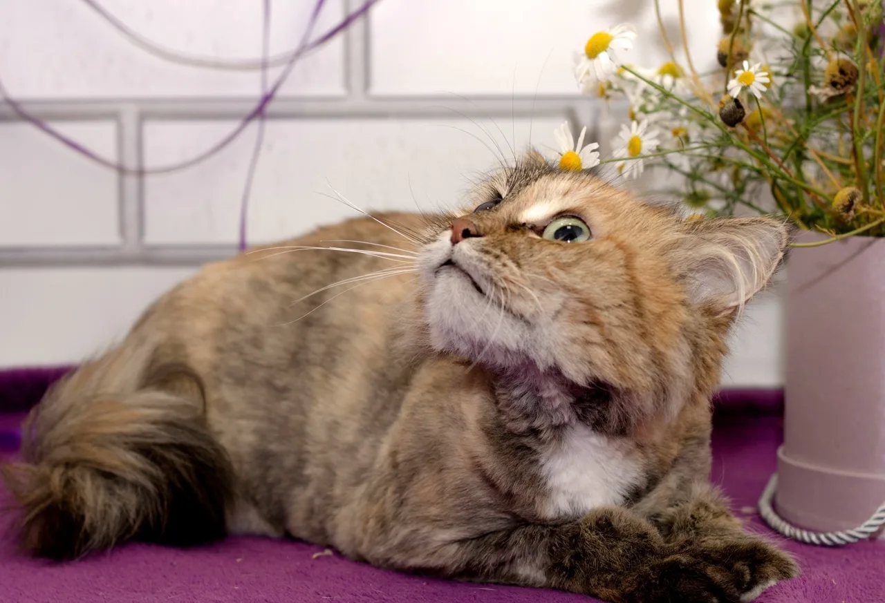 Кошка Яня, кошка, Центр реабилитации животных УрГАУ, Екатеринбург. Фото 3 из 4.