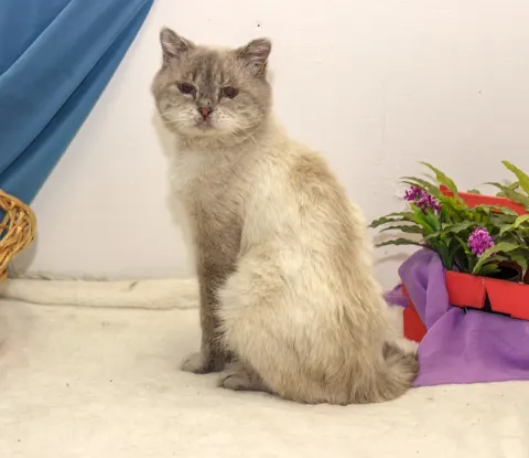 Чугун — кот Около 7 лет, Екатеринбург