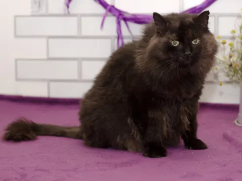 Маринист — кот Около 5 лет, Екатеринбург