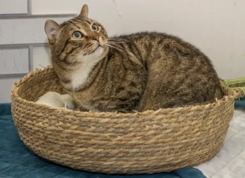 Клик — кот Около 7 лет, Екатеринбург