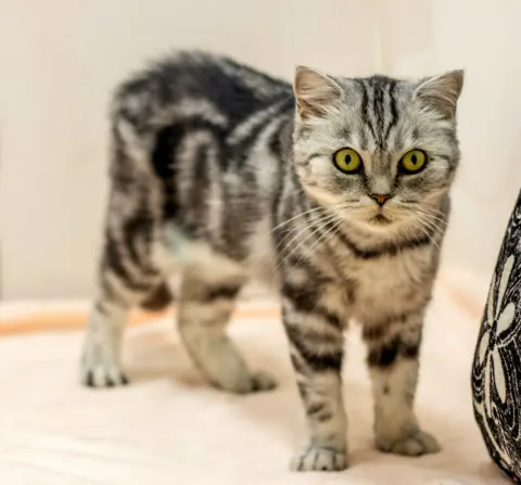 Илекса — кошка Около 4 лет, Екатеринбург