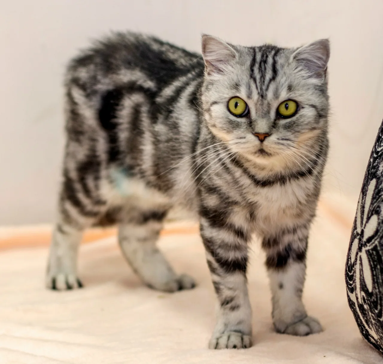 Кошка Илекса, кошка, Центр реабилитации животных УрГАУ, Екатеринбург. Фото 2 из 3.