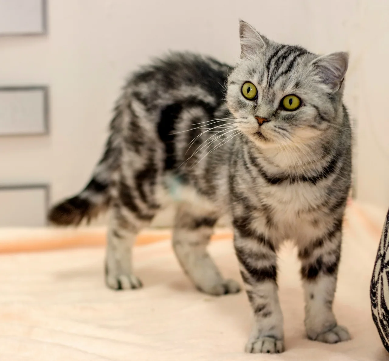 Кошка Илекса, кошка, Центр реабилитации животных УрГАУ, Екатеринбург. Фото 3 из 3.