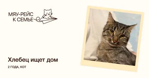 Хлебец — кошка Около 2 лет, Москва