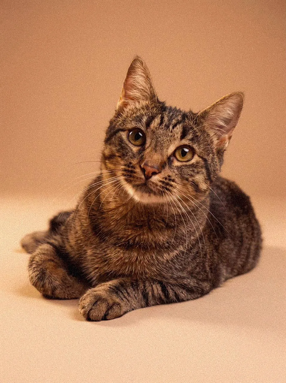 Кошка Хлебец, кот, Meow Family, Москва. Фото 3 из 5.