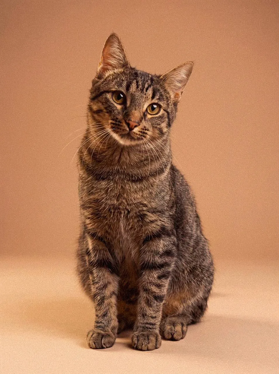 Кошка Хлебец, кот, Meow Family, Москва. Фото 4 из 5.