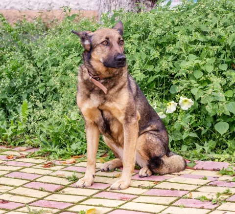 Кира — собака Около 4 лет, Екатеринбург
