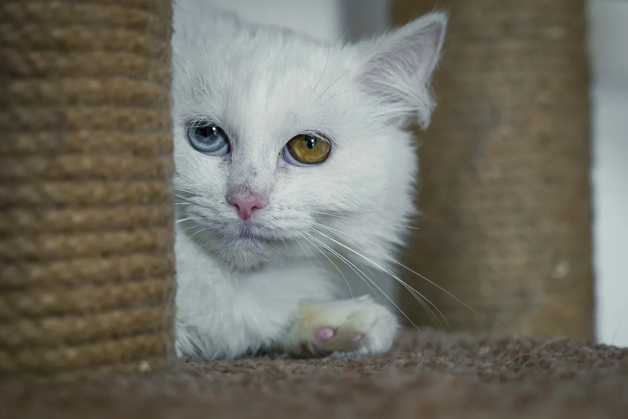 Кошка Букля, кошка, Приют Бирюлево, Москва. Фото 2 из 8.