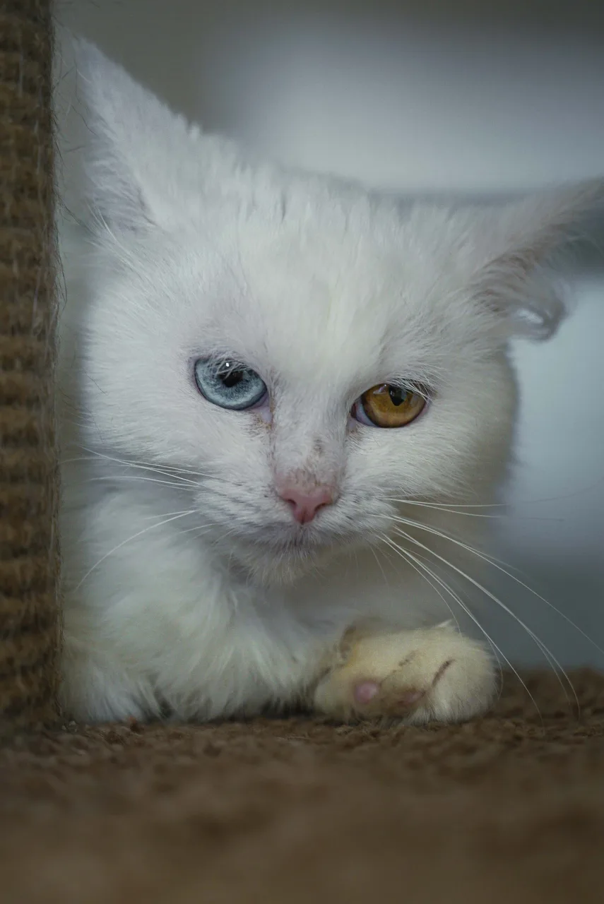 Кошка Букля, кошка, Приют Бирюлево, Москва. Фото 3 из 8.